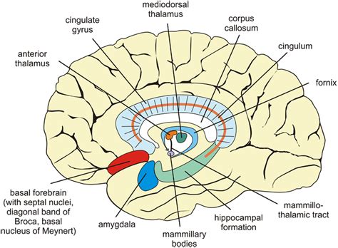 Sagittal View Of The Human Brain Showing Structures Centrally