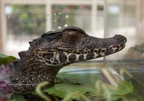 Alligator Reptile Animal · Free Photo On Pixabay