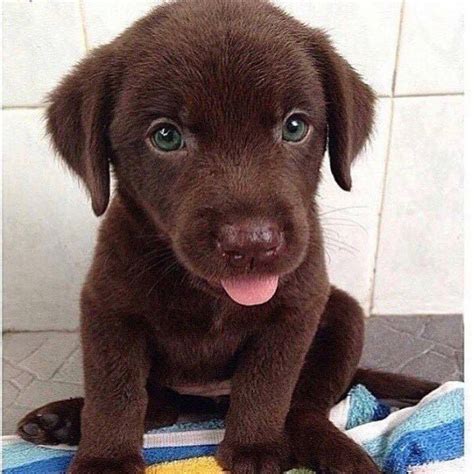 Cute Brown Puppy With Green Eyes Ifttt2higkas Cute