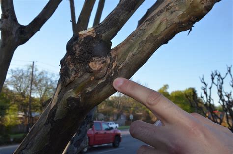 Also gradually remove side branches up to a height. Researchers begin tracking crape myrtle bark scale populations