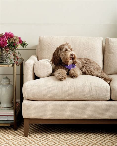 Best Sofa Material For Pet Owners Baci Living Room