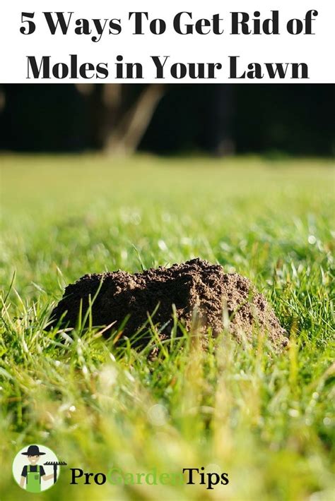Dont Let Moles Destroy Your Carefully Manicured Lawn Here Are 5 Easy