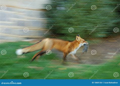Fox With The Prey Stock Photo Image Of Prowl Stalk Animal 1868136