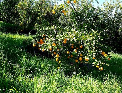 Oranges Bio Ô Bocal Boutique Sans Emballage Jetable Bio Vrac Zéro