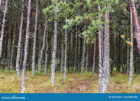 Sosnovy Bor Pine Forest Stock Image Image Of Curonian 43214635