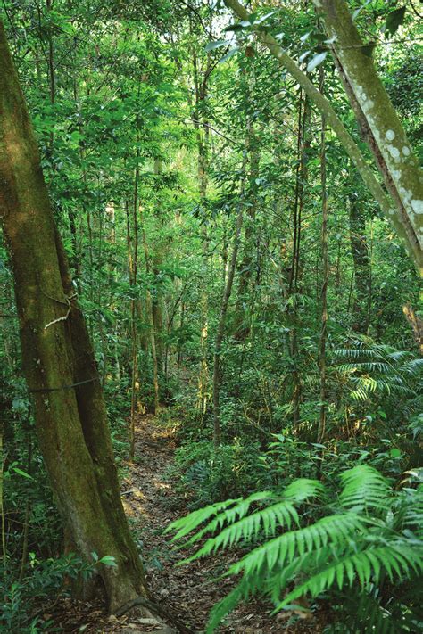 Photograph Of The Subtropical Evergreen Broad Leaved Forest In The