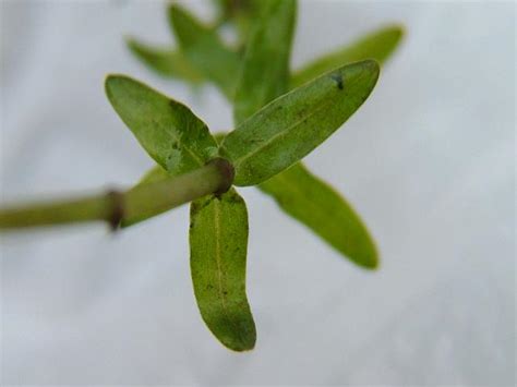 Elodea Canadensis Canadian Waterweed Or Pondweed Hydrocharitaceae