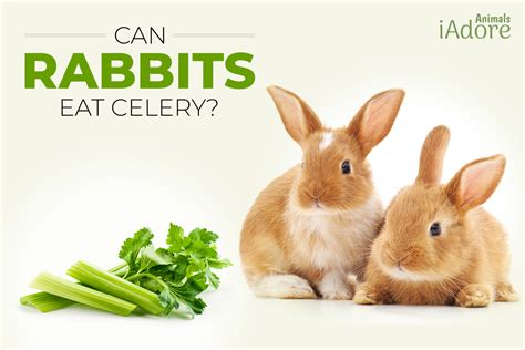Can Rabbits Eat Celery 7 Benefits Full Guide Iadoreanimals