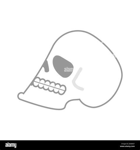 Skull Isolated Head Of Human Skeleton Anatomy Illustration Stock