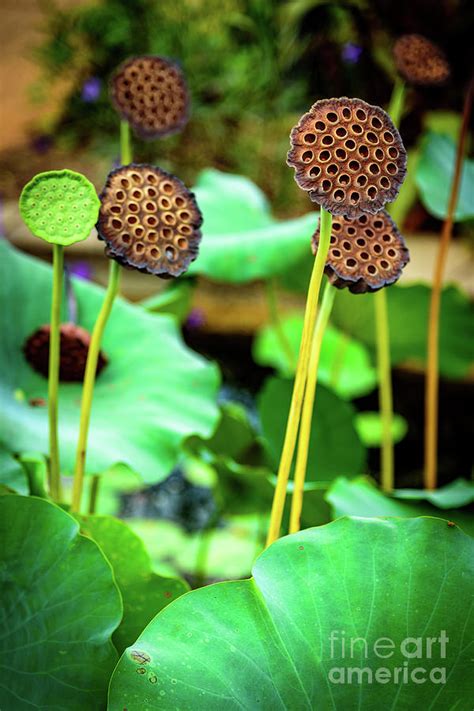 Lotus Plant Lotus Seed Pods Photograph By Global Light Photography
