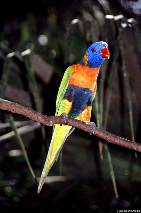 Rainbow Lorikeet Of Australia Geographic Media