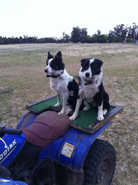 Bauers Working Border Collies