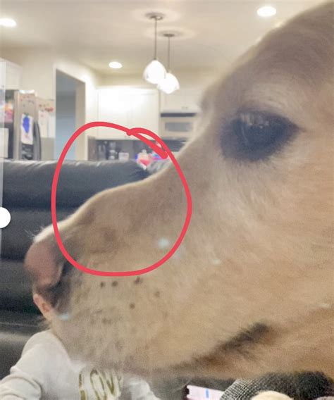 Bump On 4 Year Old Nose Golden Retriever Dog Forums