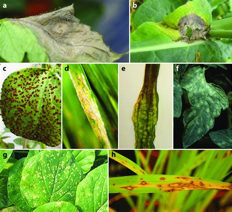 Disease Symptoms Caused By Phytopathogenic Fungi With Different