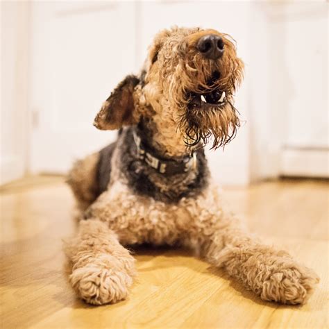 How to stop attention seeking behavior and dog barking. How To Stop A Puppy From Barking For Attention