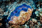 Giant clams look amazing : marinebiology