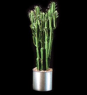 Trying this prickly spine covered slimy cactus for the first time! Poisonous Cactus! WTF!