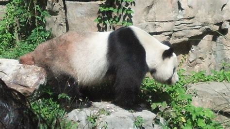Panda Monium At The National Zoo Kate Holder