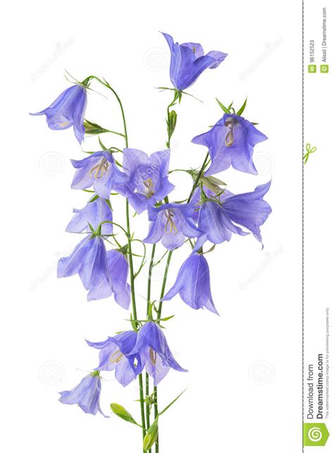 Fiori gialli tecoma stans campanula gialla africa ornamentale su fondo di tessuto bianco. Bello Fiore Di Campana Blu Di Fioritura Del Mazzo Isolato Sulle Sedere Bianche Immagine Stock ...