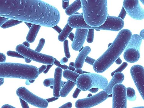 Bifidobacterium Infantis Sabes Cuales Son Sus Usos Beneficios Y