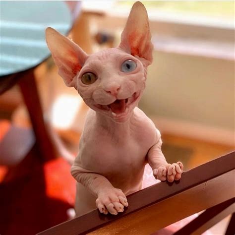 Cute Hairless Cat Sphynx Cat Baby Animals Cute Animals Animal Facts