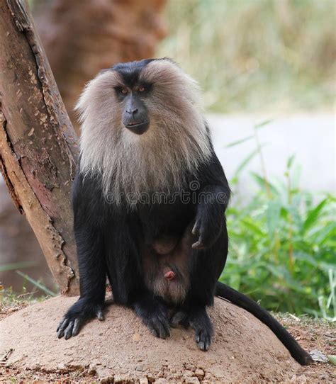 Endangered Indian Monkey Lion Tailed Macaque Stock Image Image Of