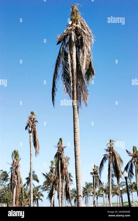 Damaged Palm Trees Caused By A Hurricane Lummus Park Miami Beach