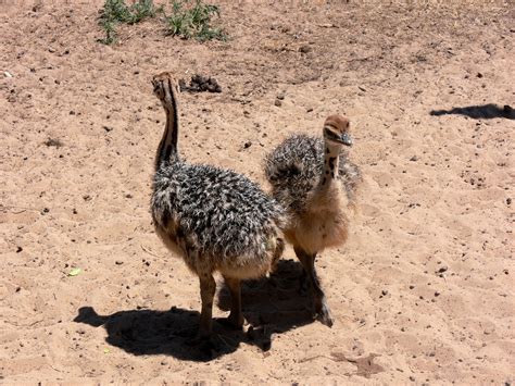 Two Ostrich Chicks Free Stock Photo Public Domain Pictures