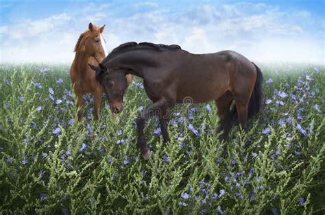 Pair Of Horses In The Meadow Among The Flowers Stock Photo Image Of