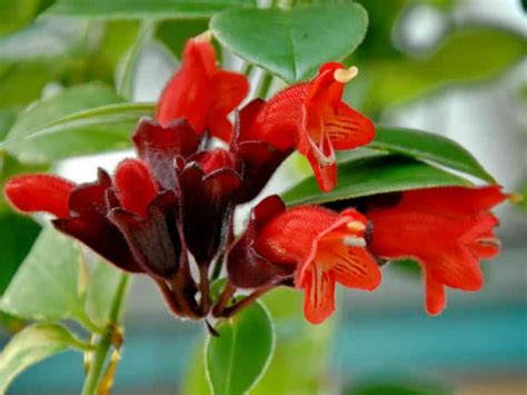 If the leaves of a lipstick plant appear soft and shriveled, give the plant more water. Lipstick Plant Care and Growing Guide