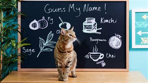 For all our vegetarian readers, kale is a great food name for your dog. These Pet Parents Chose Cute Food Names for Pets — Chewy