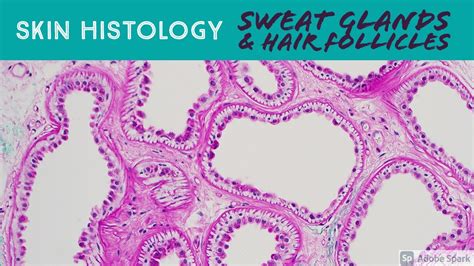 Sweat Glands Under Microscope Skin Adnexa Histology Anatomy Eccrine Apocrine Sebaceous Hair