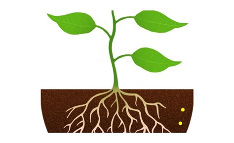 1080 x 1024 jpeg 78 кб. Seedling clipart root, Seedling root Transparent FREE for ...