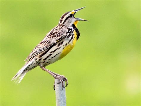 Eastern Meadowlark 20110505 Another Cloudy Cold And Windy Flickr