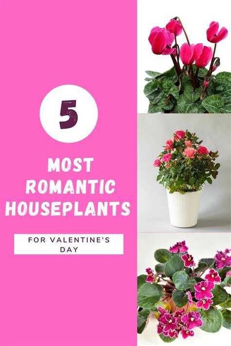 Plants That Express Love 10 Most Romantic Houseplants For Valentines