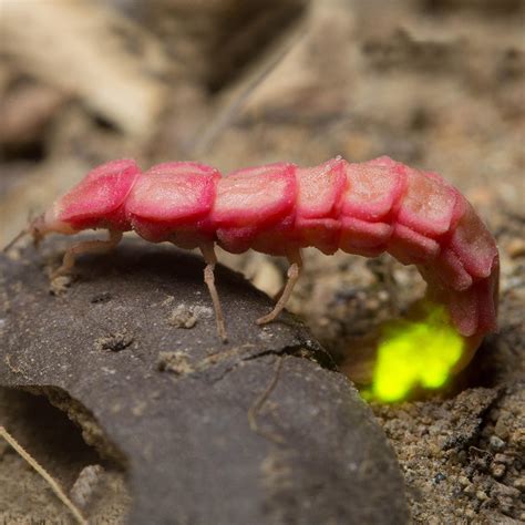 Firefly Conservation Xerces Society