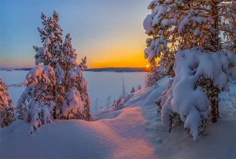 Snowy Winter Viewes Snow Trees Sunrise Plants Wallpapers 1920x1300