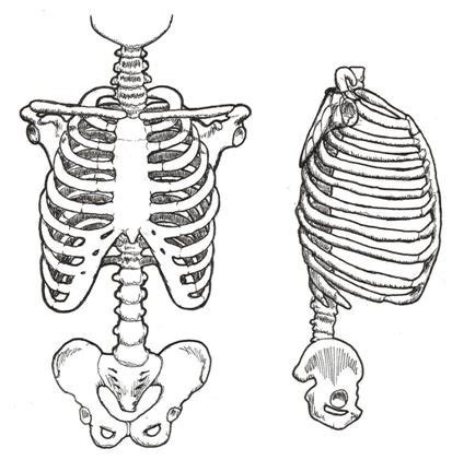 Dimples on back, also location of s2 posterior inferior iliac spine iliac crest anterior iliac. Balancing the Rib to Pelvis Cylinder - An Article for ...