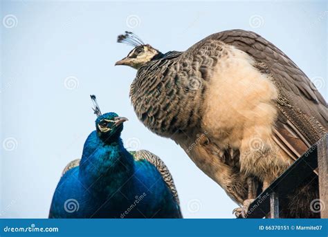 Male And Female Peacocks Stock Image Image Of Close 66370151