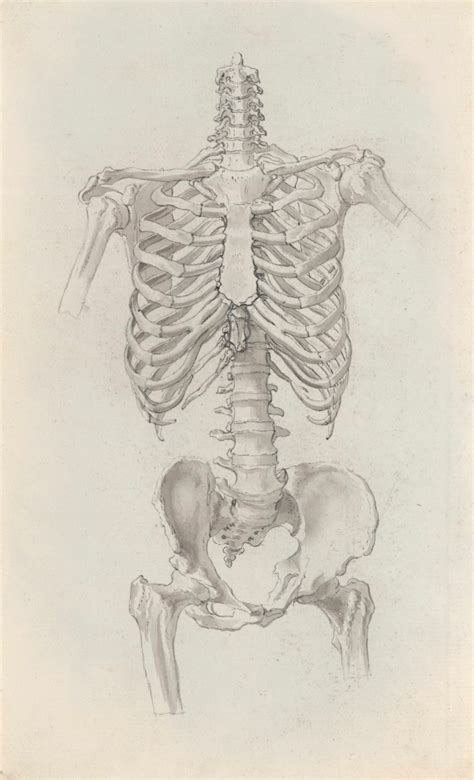 Skeleton Torso For Cheseldens Osteographia Works Of Art Ra