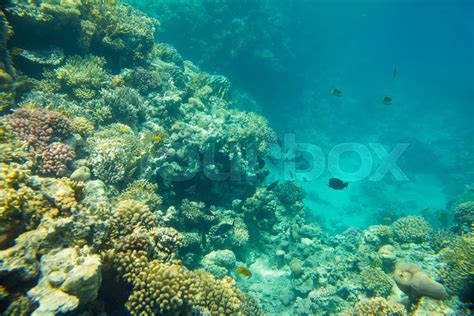 Coral Reef In Red Sea Stock Image Colourbox