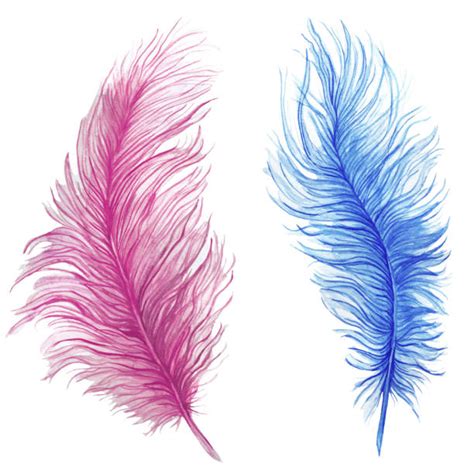Best Ostrich Feather Illustrations Royalty Free Vector Graphics And Clip