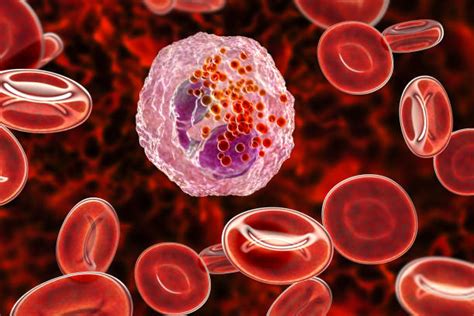 Eosinophil Stock Photos Pictures And Royalty Free Images Istock