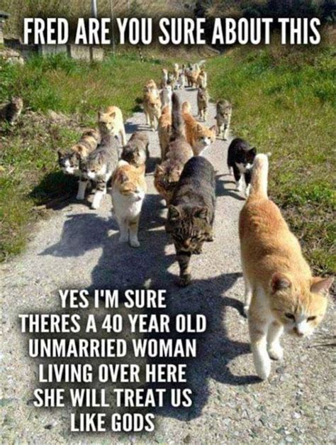 Cat Lady Starter Kit Meme Captions Beautiful