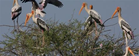 Nandur Madhmeshwar Bird Sanctuary Nasik India Photos