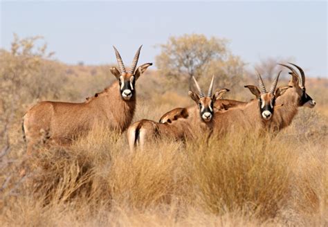 Roan Antelope Hippotragus Equinus