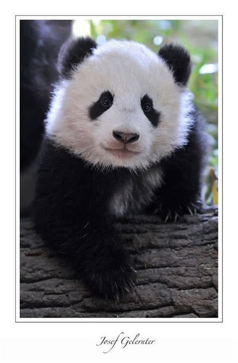 Fu Bao Posing By Josef Gelernter On 500px Cute Animals Panda Bear
