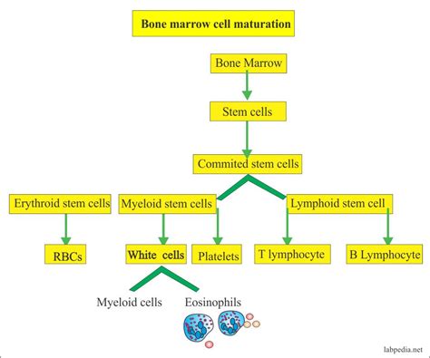 White Blood Cell Part 2 White Blood Cells