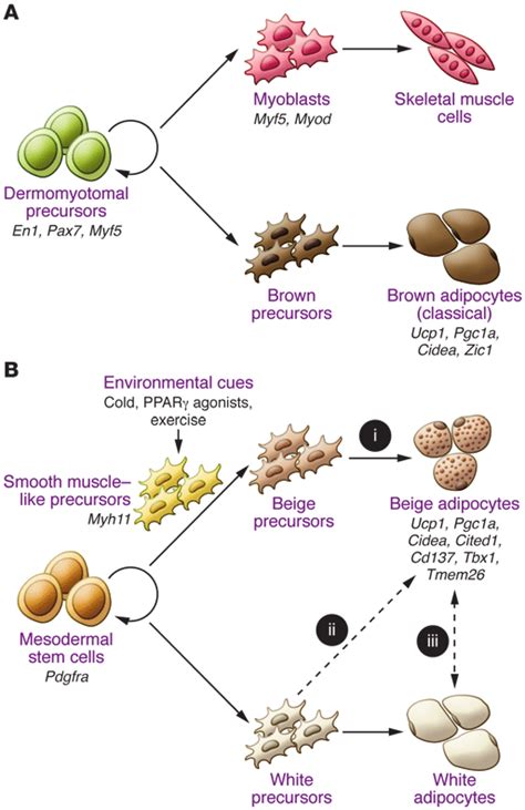 Developmental Origins Of Brown And Beige Adipocytes A Classical