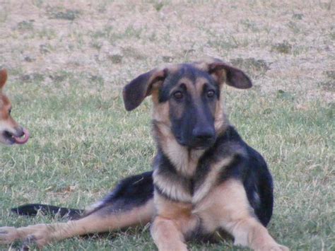 The ears of your german shepherd puppy can be curious things to observe. Please oh Please ears stand up!!! - German Shepherd Dog Forums